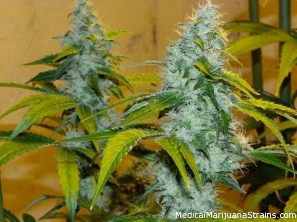 OG Kush X18 578x433
