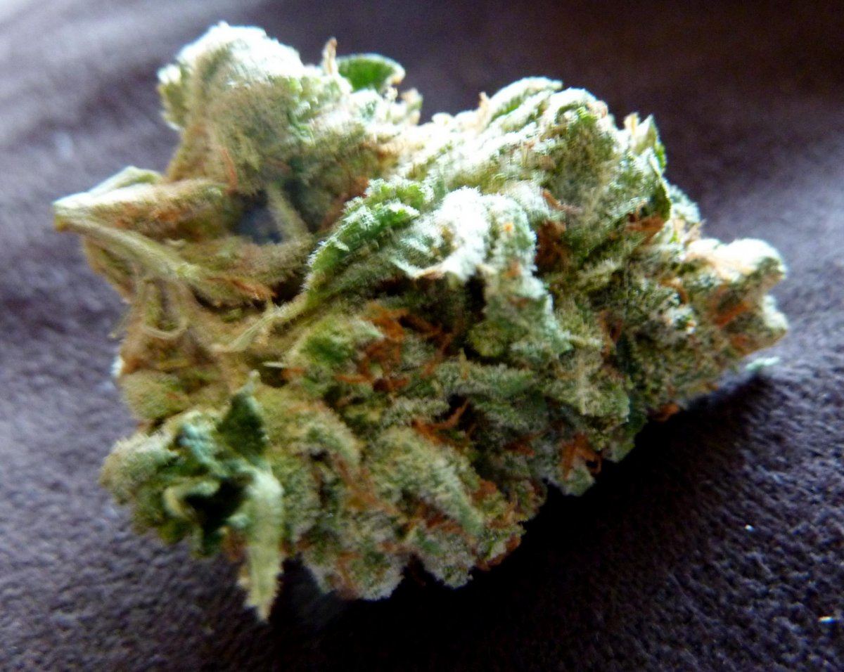Og kush31