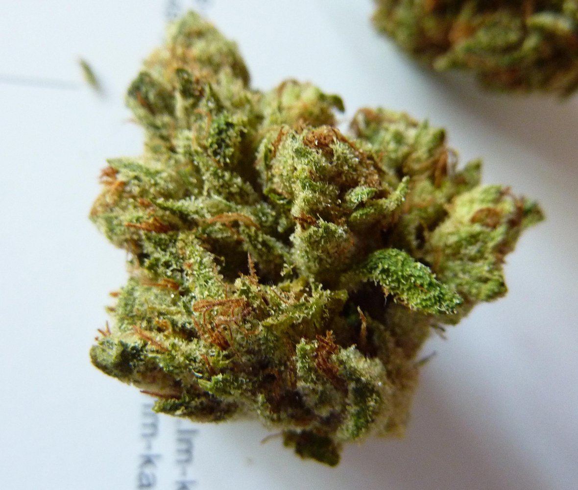 Og kush41