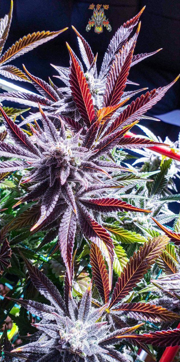 Og mac dragon grown by scottie