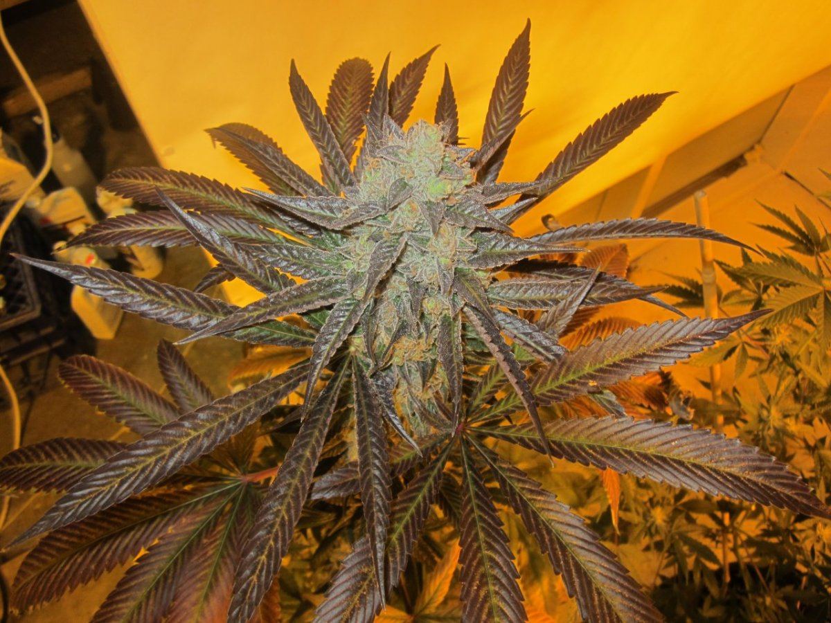Og master kush 001