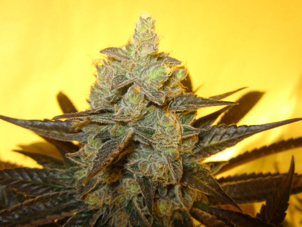 Og master kush 002