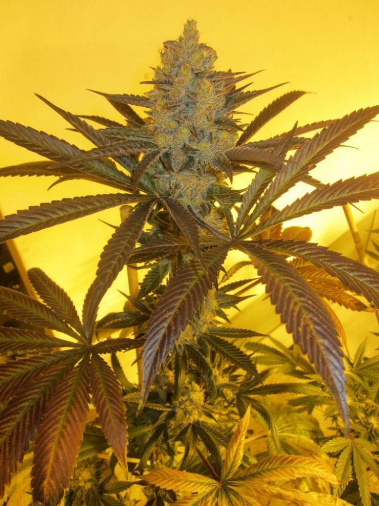 Og master kush 003