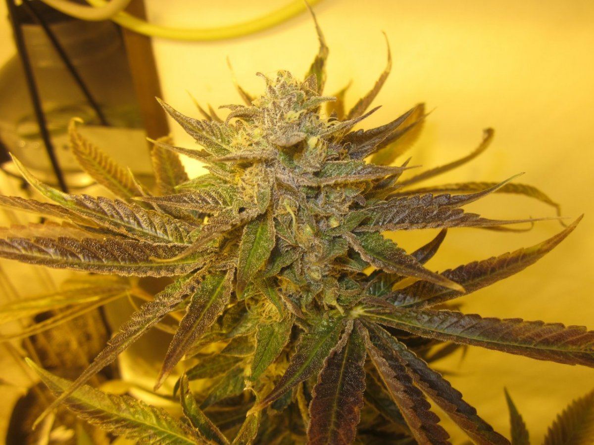 Og master kush 005