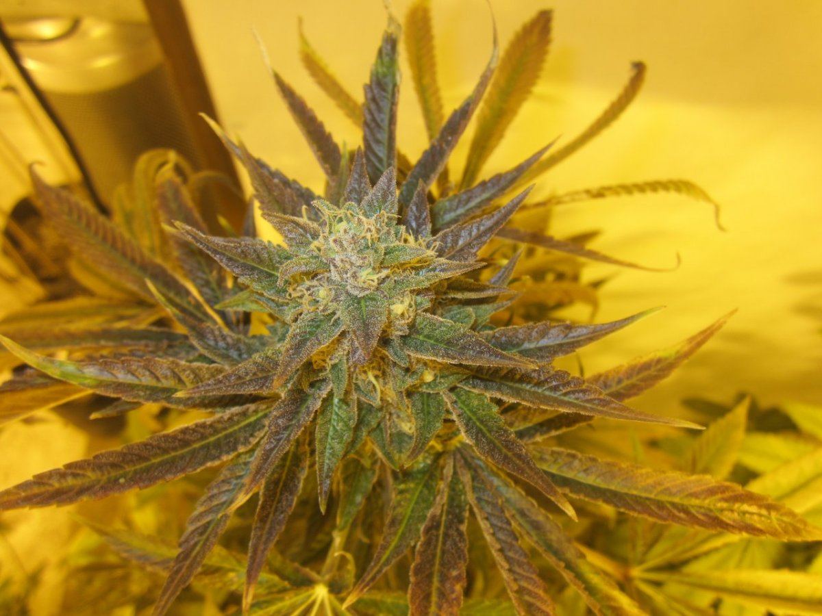 Og master kush 006