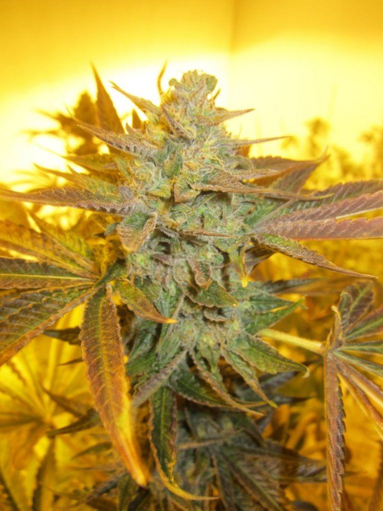 Og master kush 012
