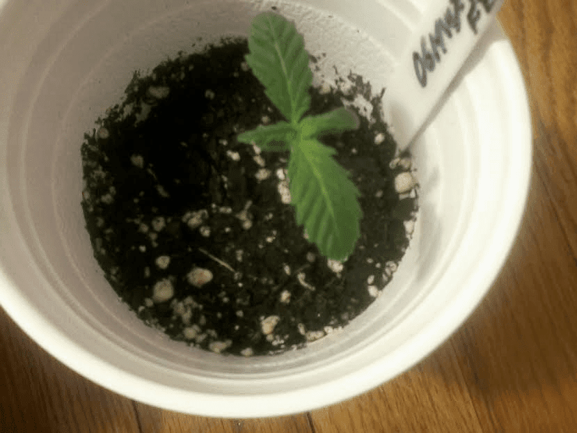 OG Monkey Wreck 5days