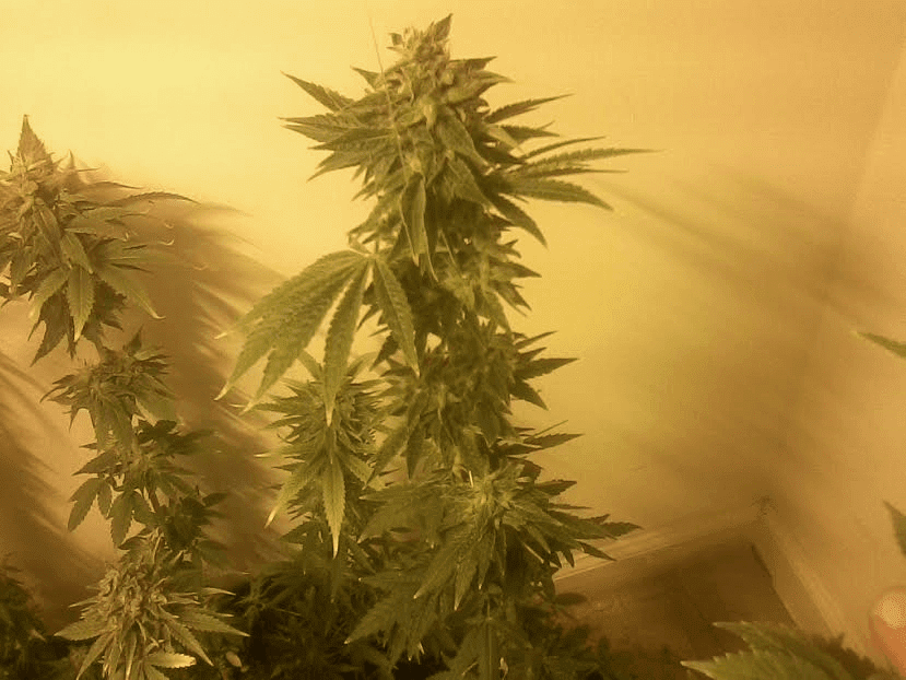 OG Monkey Wreck120