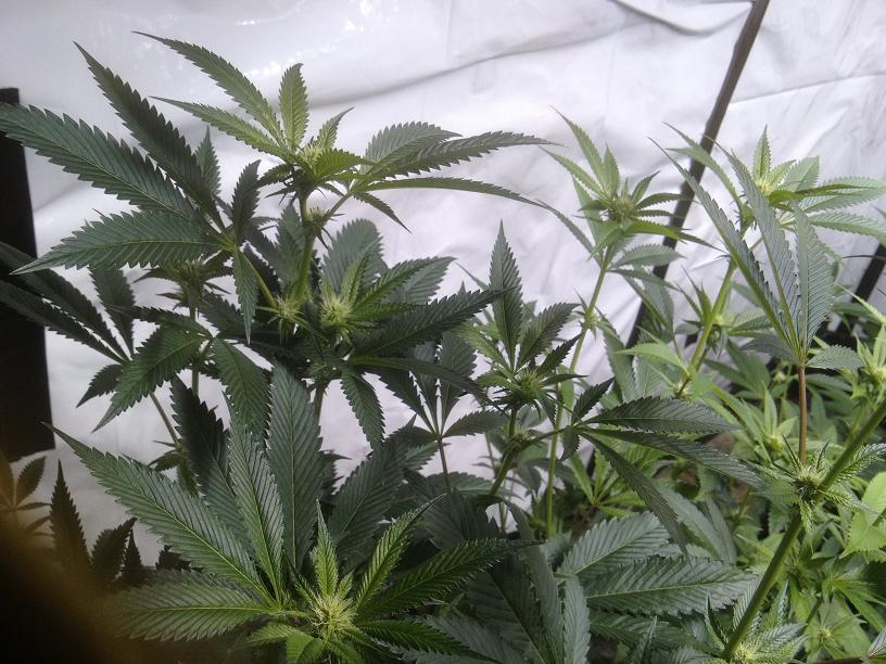 Og pic 2