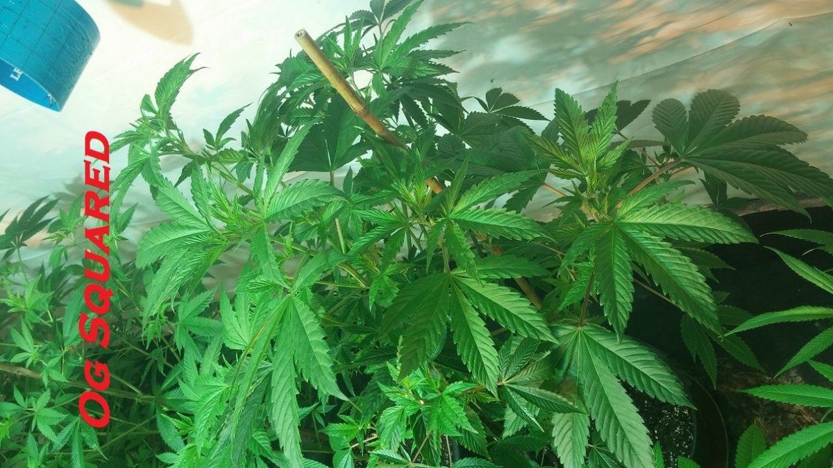 Og squared male 1A