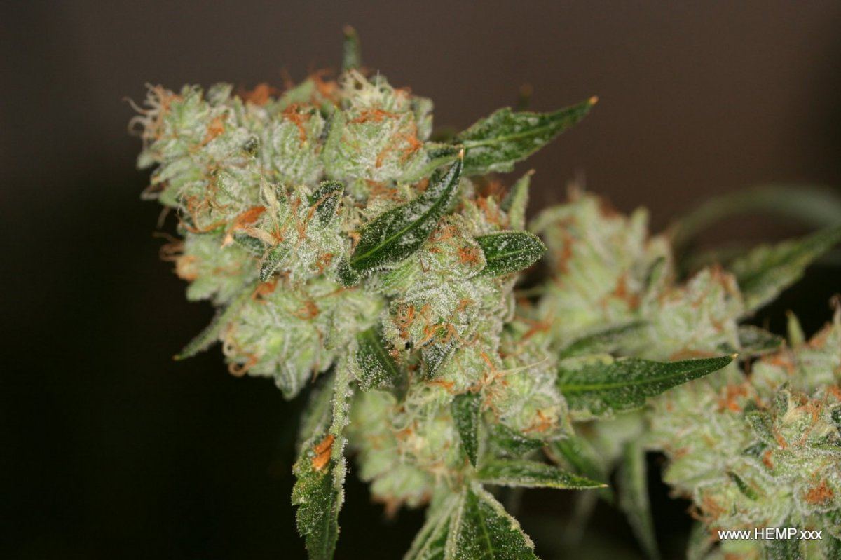 OG starting week 9