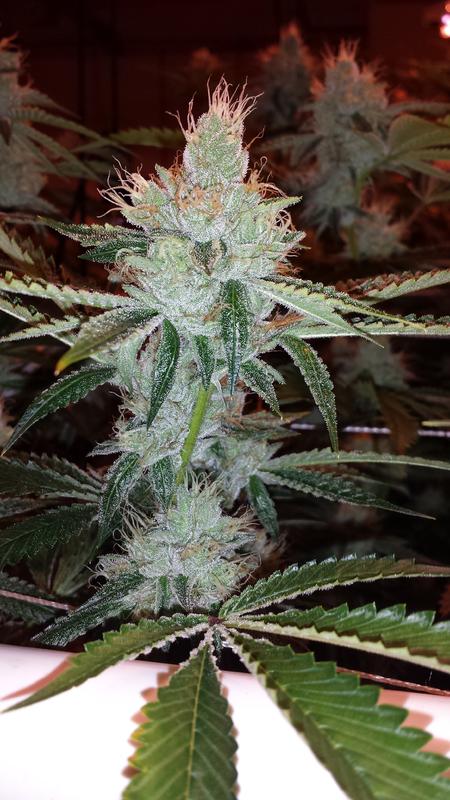 OG TEST ROOM WEEK6 168
