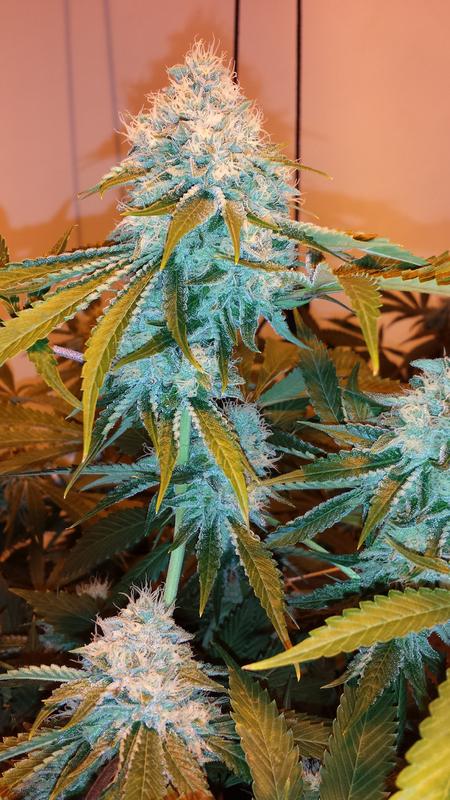 OG TEST ROOM WEEK6 169