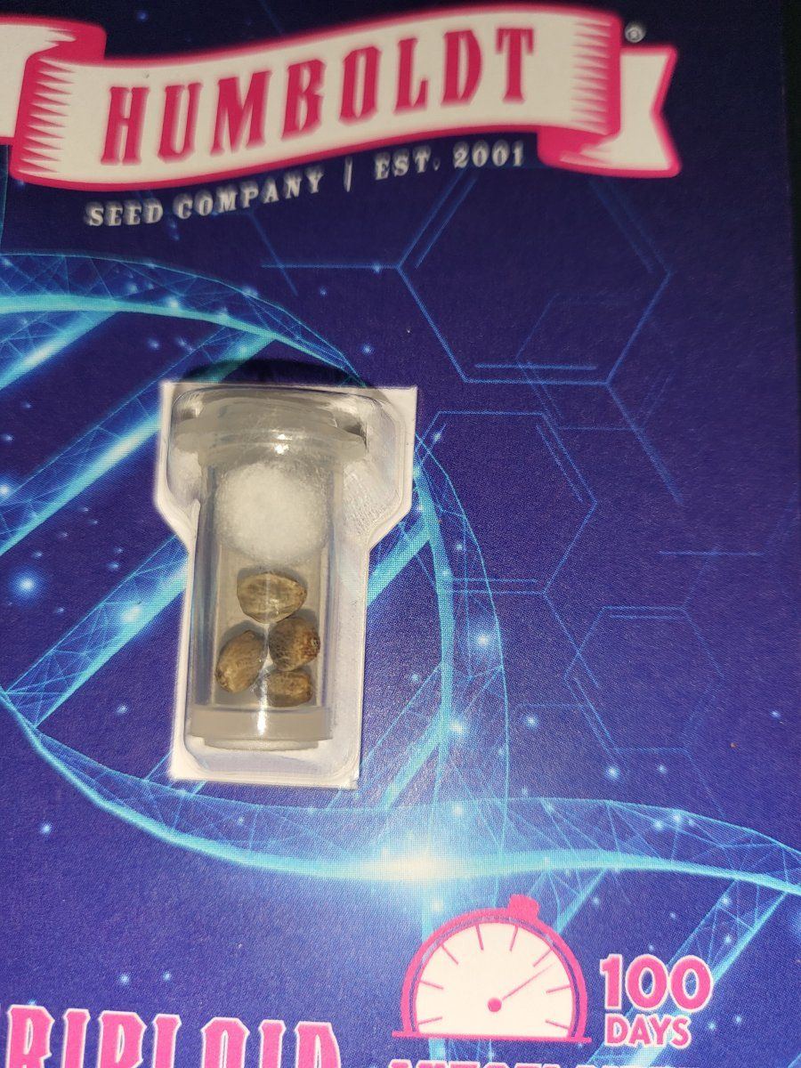 OG Triploid Replacement Seeds