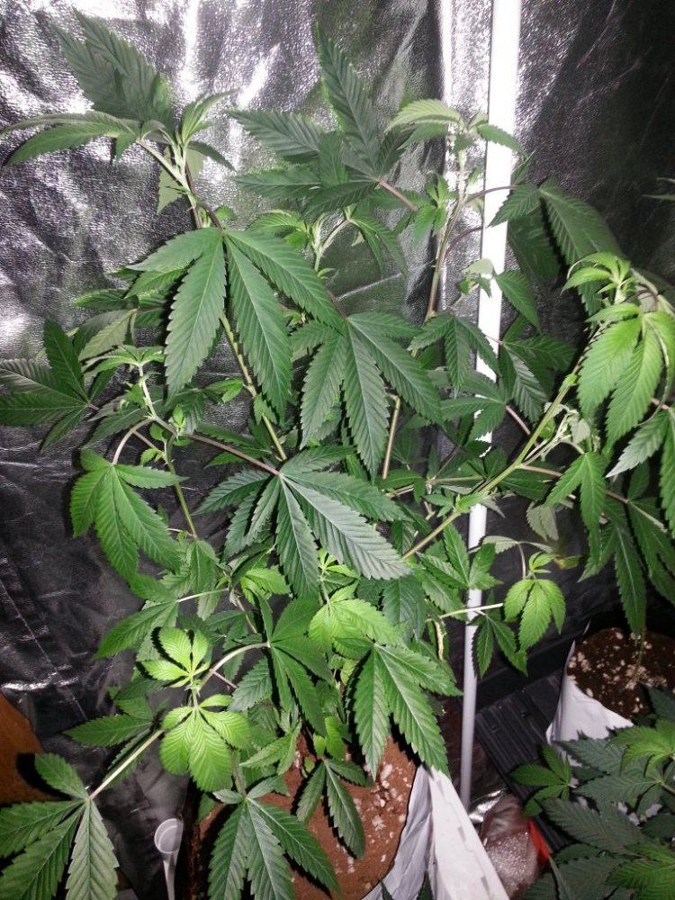 Og11