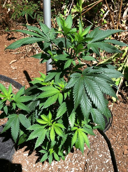 Og13