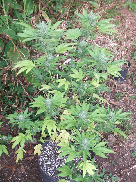 Og13