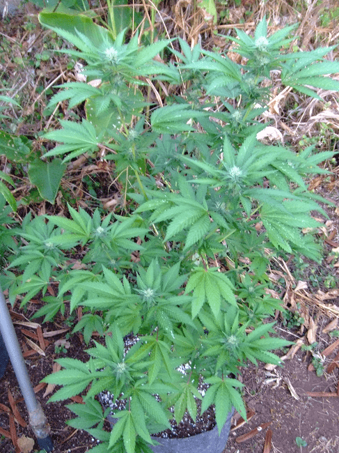 Og13a