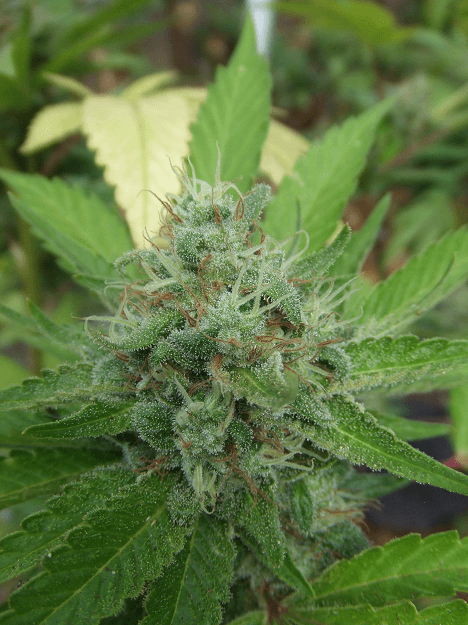Og13a