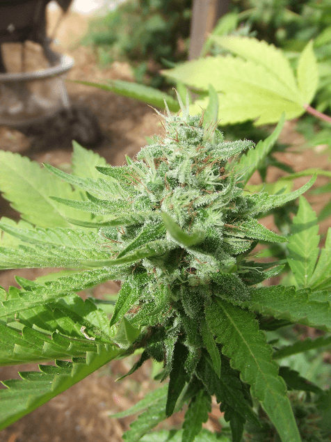 Og13b