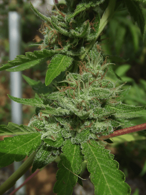 Og13c