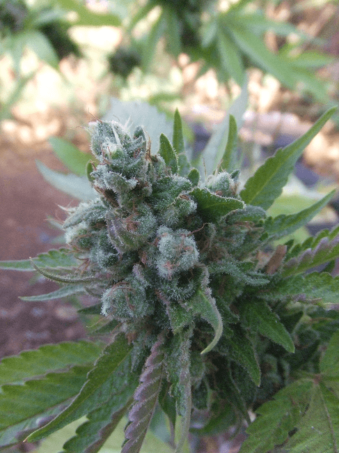 Og13y