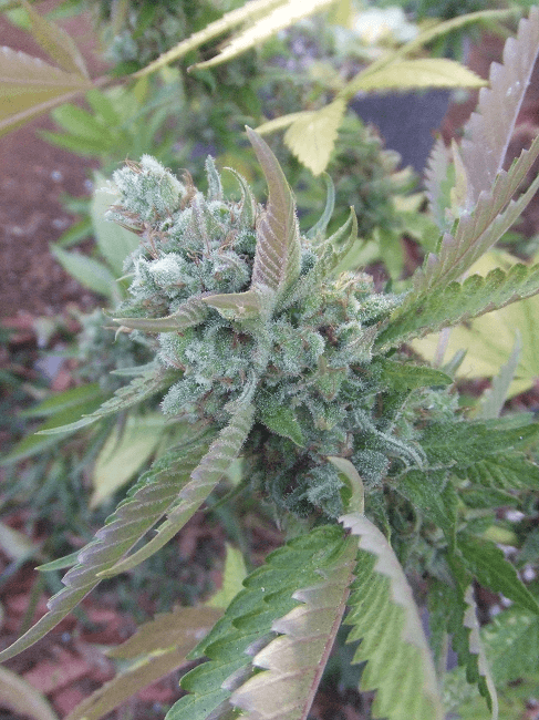 Og13z