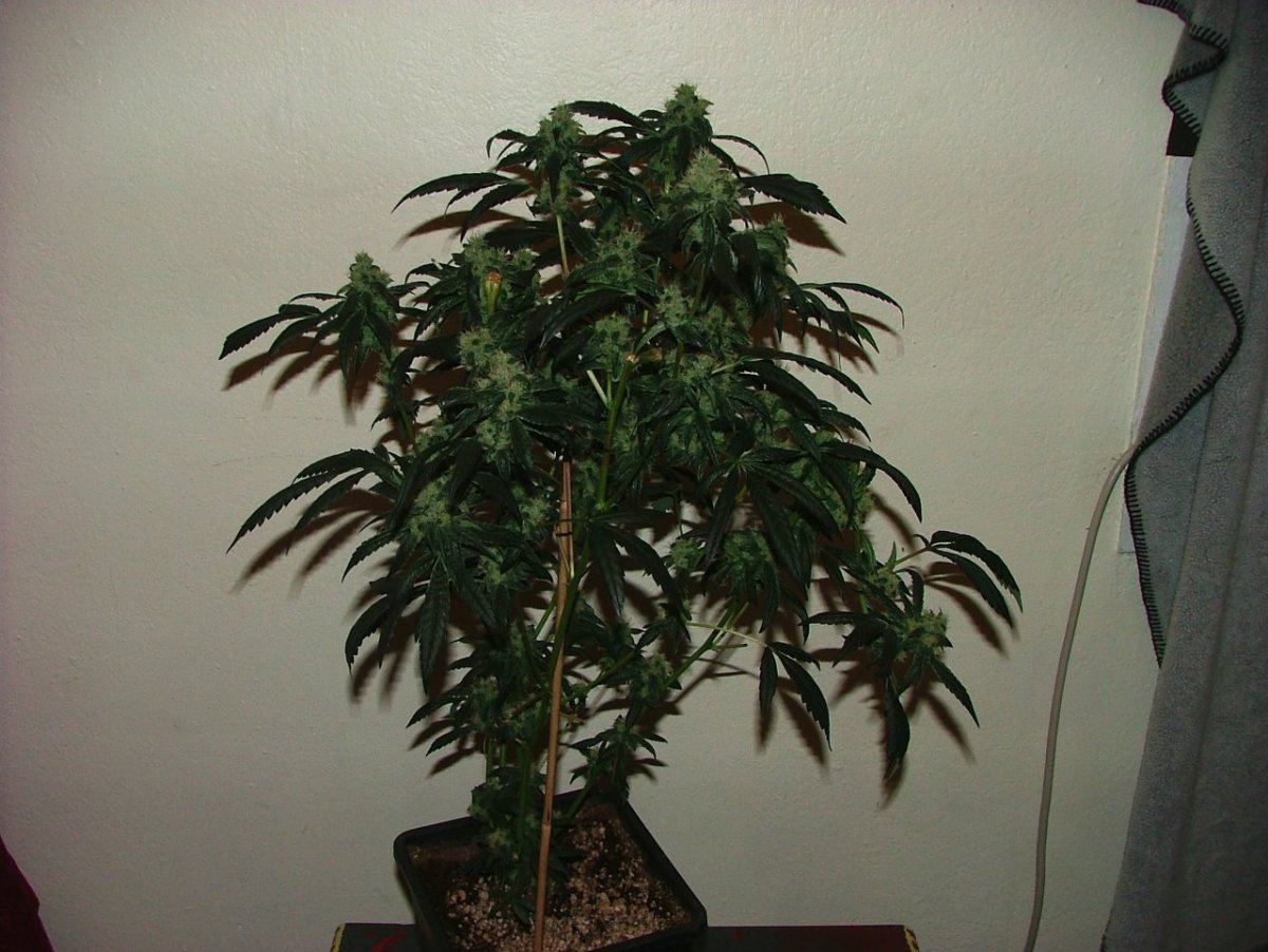 OG18 1