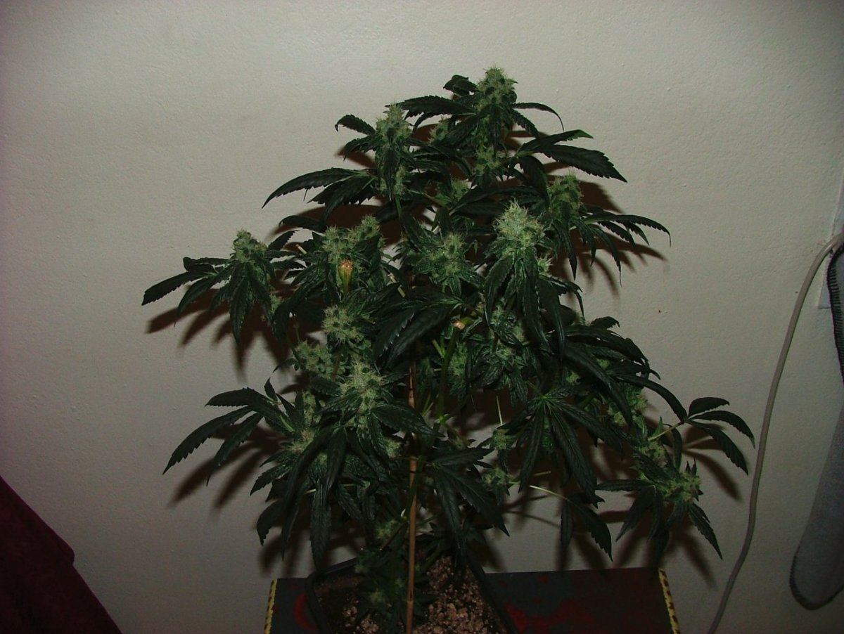 OG18 2