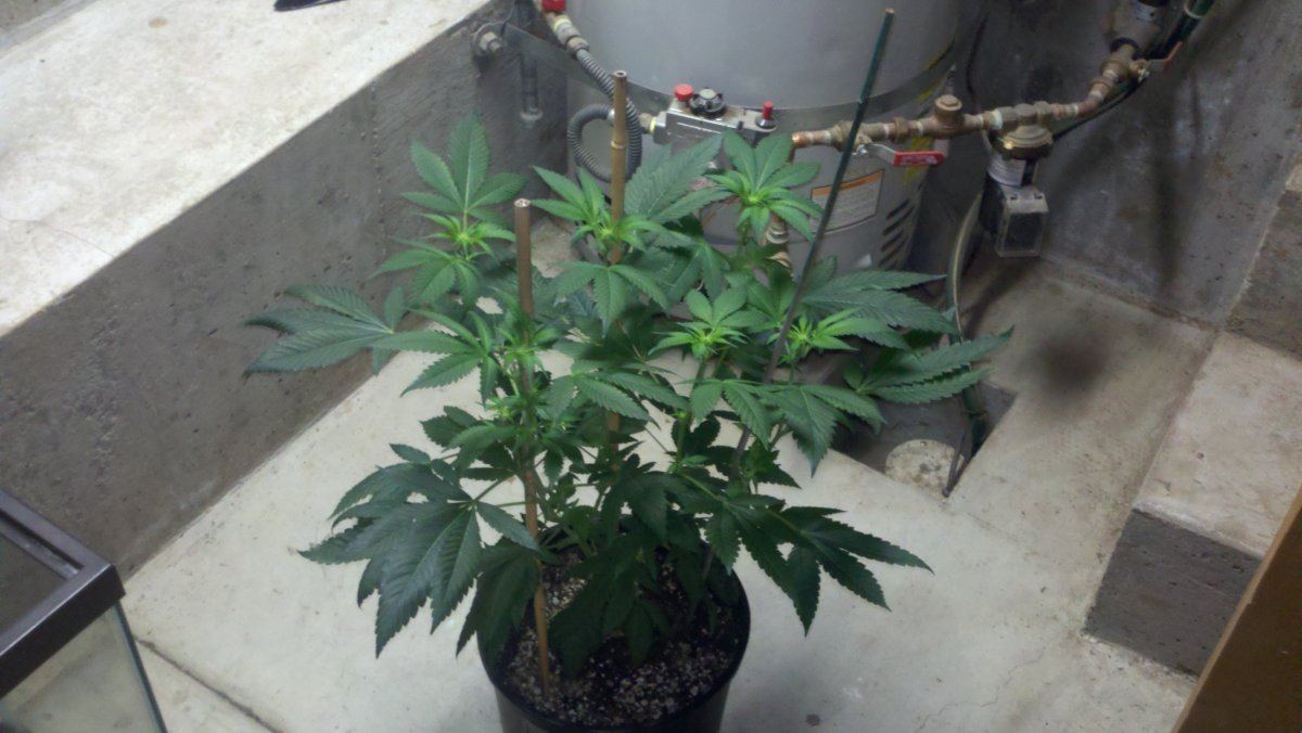 Og182wks