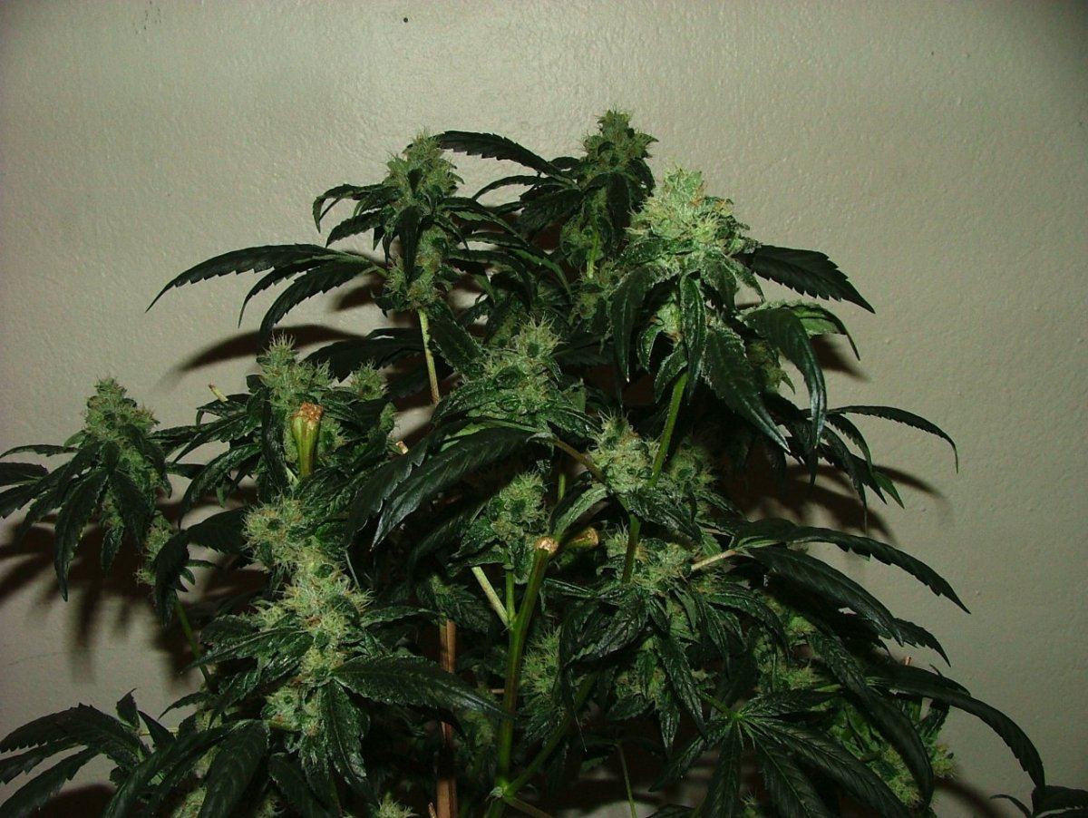 OG18 3