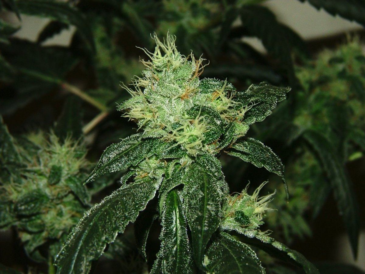 OG18 4