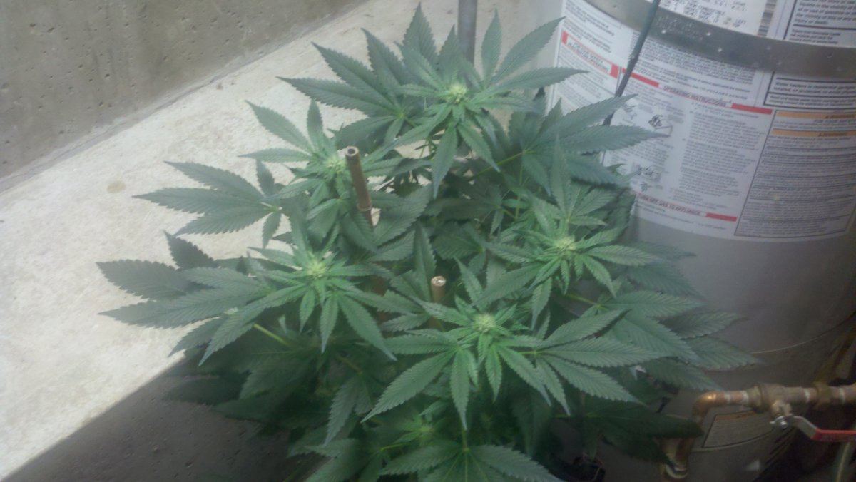 Og18d29