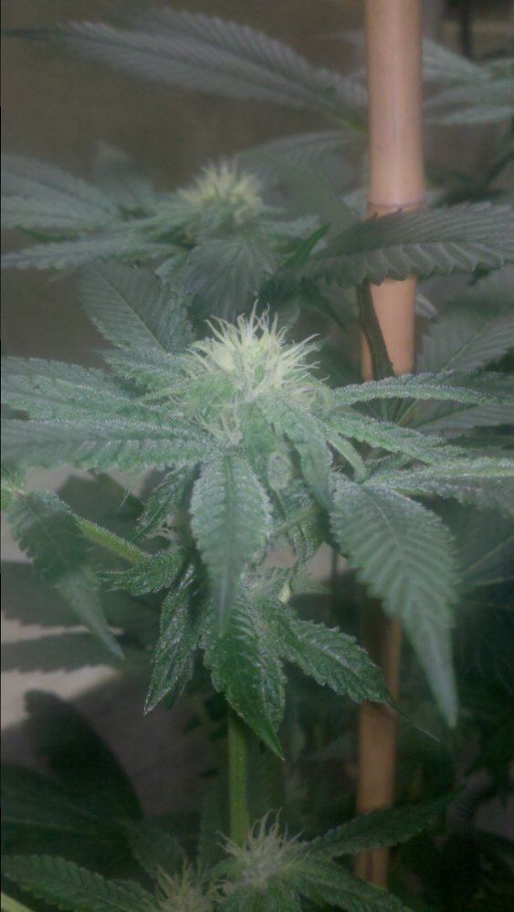 Og18d29a