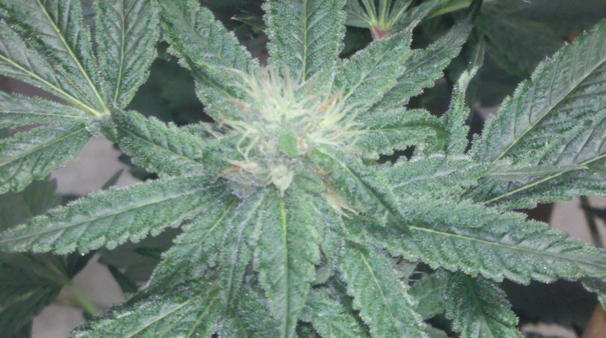 Og18d35