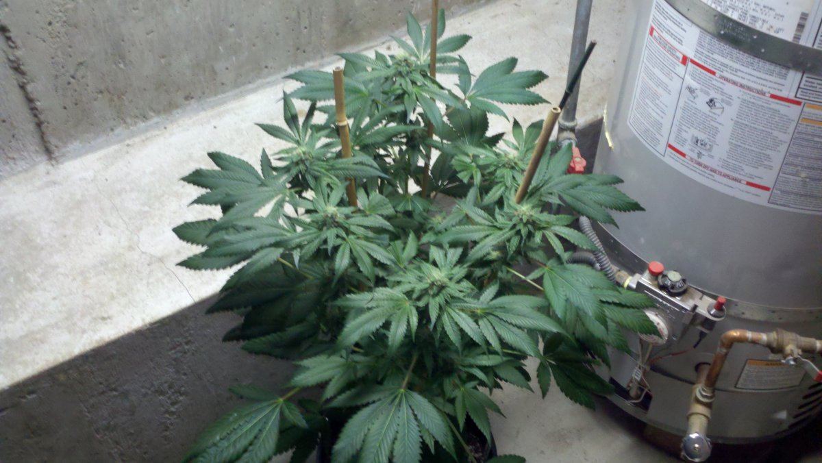 Og18d44