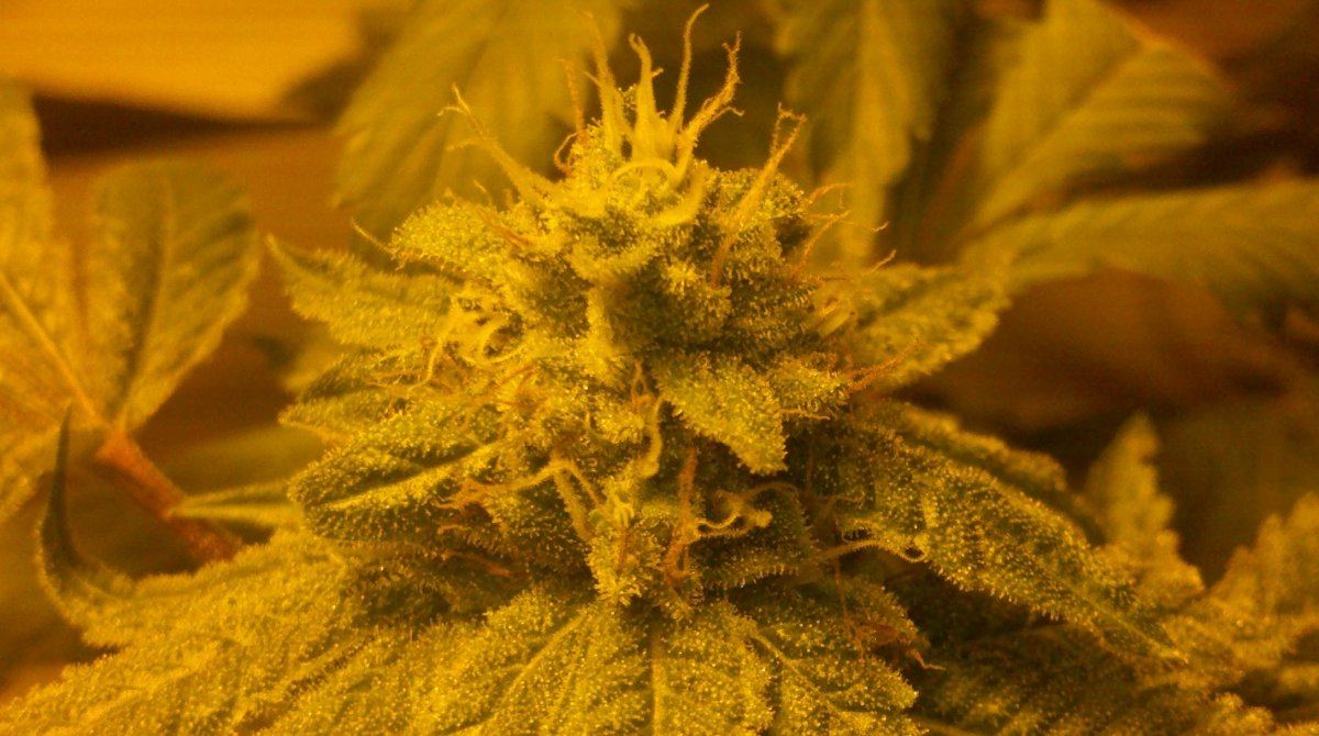 Og18d52