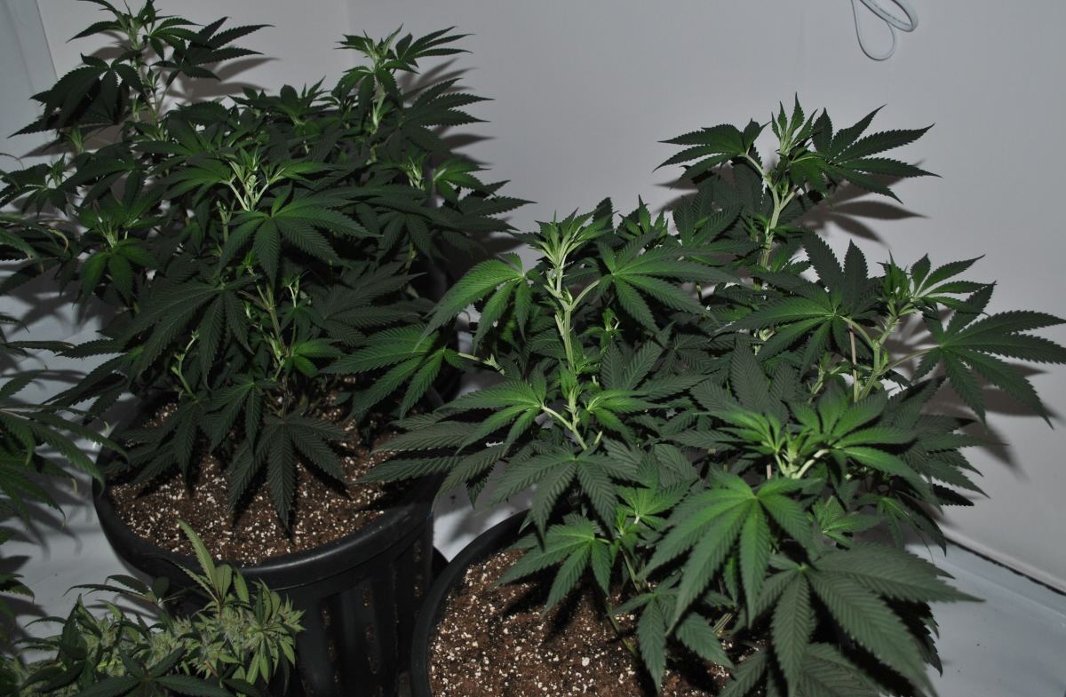 OG18A FLOWER 11 24 13 2