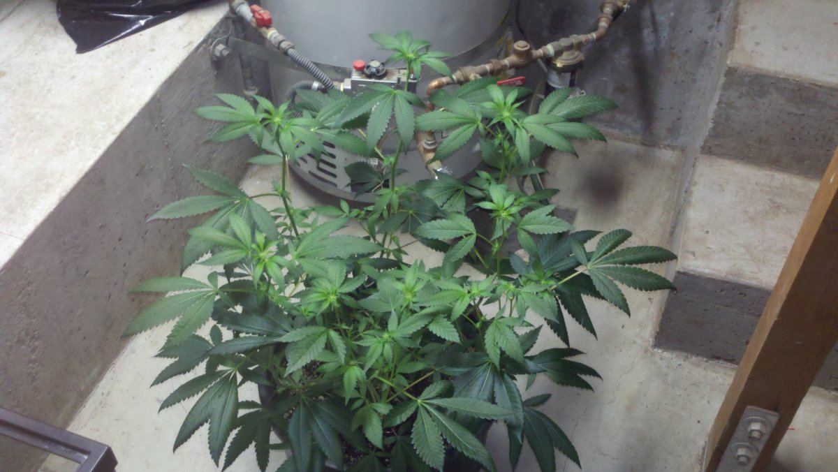 Og18m2wks