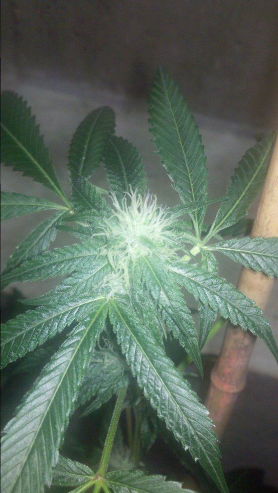 Og18md29a