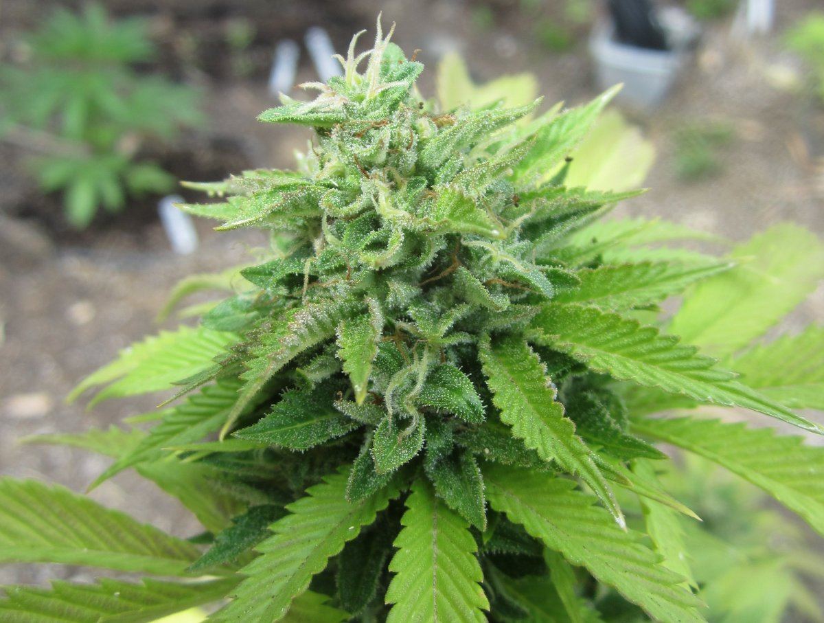 OG1MangoTango