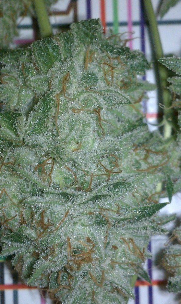 Og2