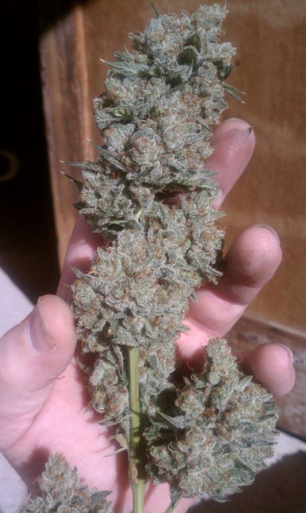 Og3