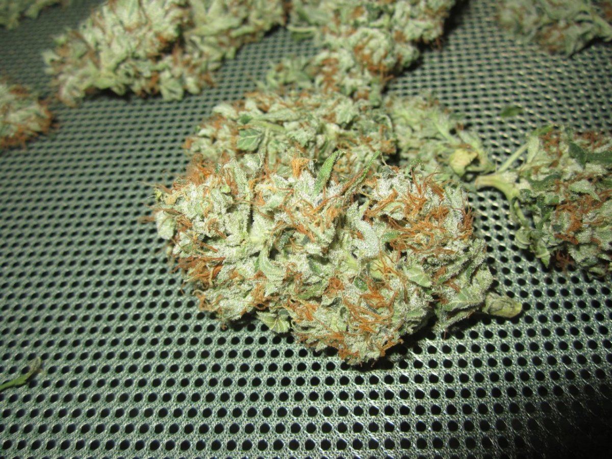 Og32 028