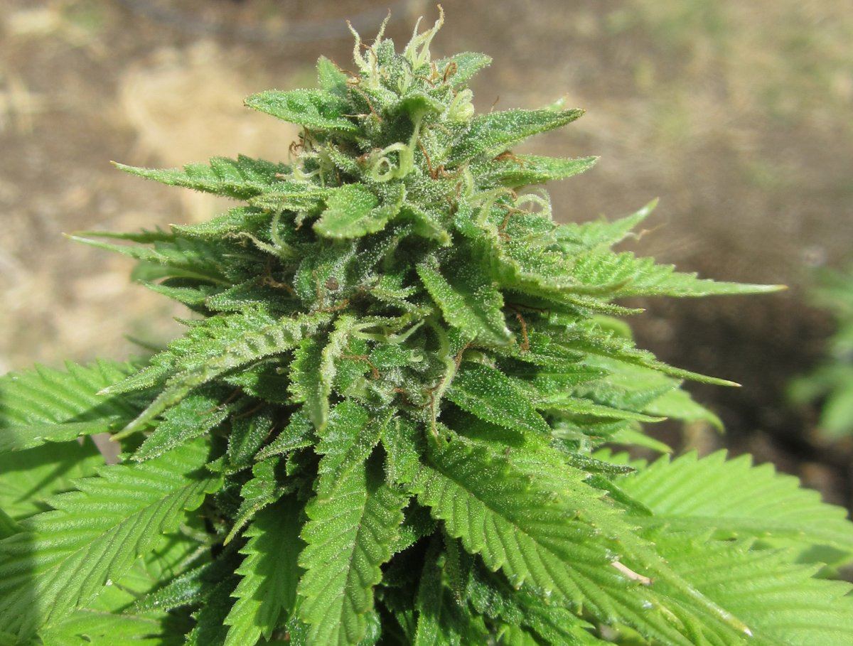 OG3iScream9
