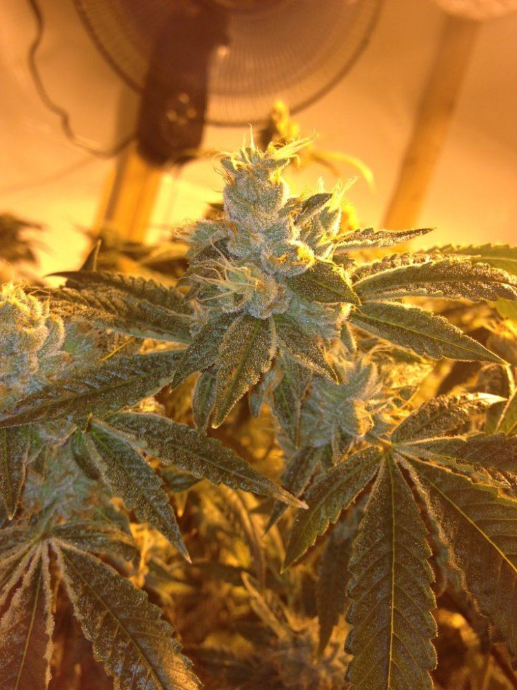 Og46day