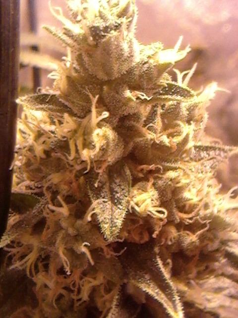 Og8