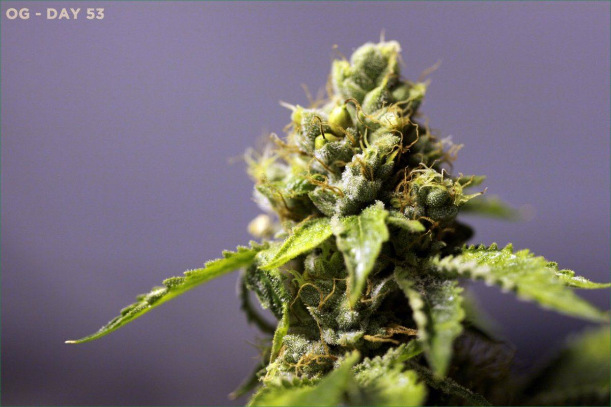 Og 2