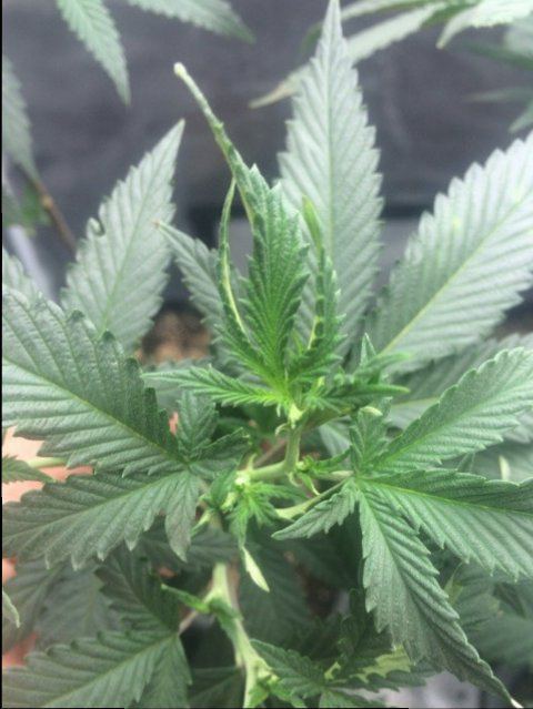 Oganic growing issues on two runs please help