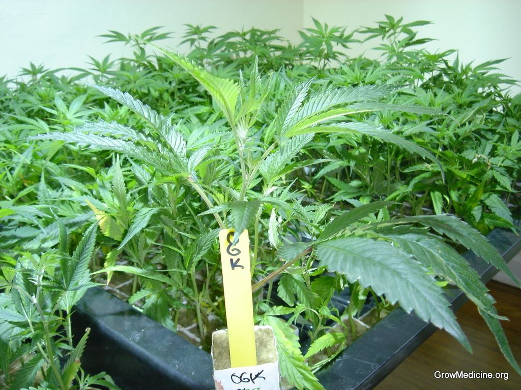 OGK CLONES